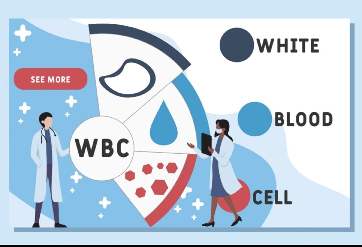 WBC چیست؟ علت بالا و پایین بودن WBC در آزمایش خون + تفسیر کامل
